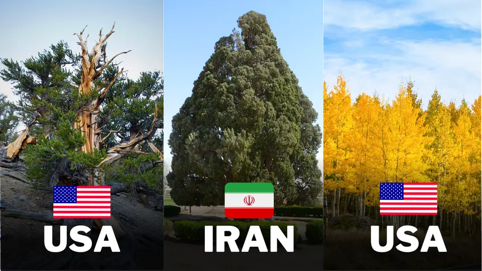 Uncovering the Secrets of the World's Oldest Trees